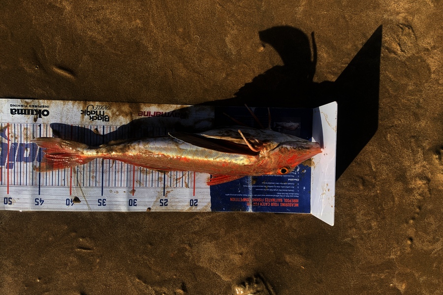 Mark Piskulic caught this 44.0cm Gurnard at Northland during The Export NZ Fishing Competition